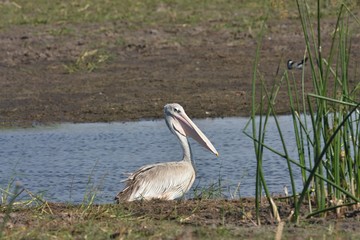 Great White Pelican, Pelecanus onocrotalus, ,Okavango, Botswana