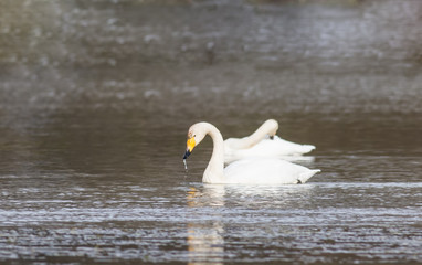 Whooper Swan (Cygnus cygnus)