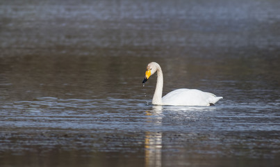 Obraz premium Whooper Swan (Cygnus cygnus)