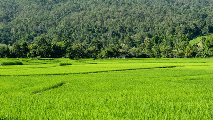 Obraz premium Landscape of rice farm in Thailand
