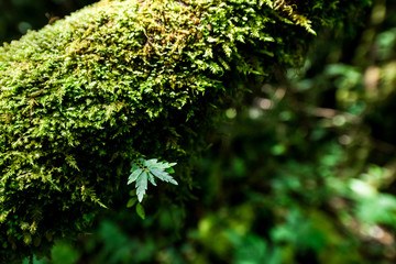 Fern in the forest Doi Inthanon national park. Chiang Mai ,Thail