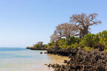 Fototapeta na wymiar Wild African coast with cliffs and baobab trees 