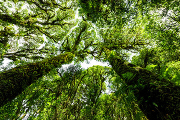 Rainforest at Inthanon Mountain, Chiang Mai, Thailand