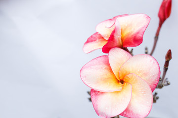 Plumeria or frangipani flower, Tropical flower.