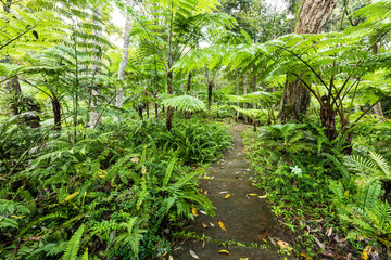 Rainforest at Inthanon Mountain, Chiang Mai, Thailand