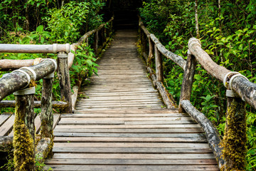 Fototapeta premium Rainforest at Inthanon Mountain, Chiang Mai, Thailand