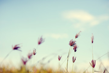 Vintage photo of Abstract nature background with wild flowers and plants