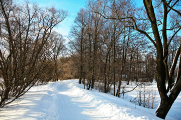 Road in snowy forest in bright day