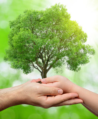 Child and male hands holding a tree on green natural background