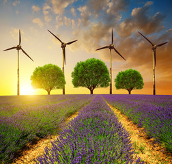 Naklejka premium Lavender fields with trees and wind turbines at sunset