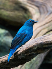 Asian fairy-bluebird (Irena puella)