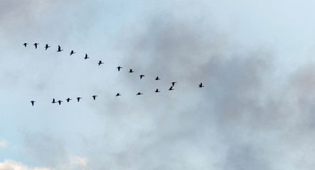 Obraz premium Flight of geese in winter