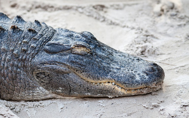 Sleeping Alligator.  A sleeping alligator in the Everglades, Florida in the United States.