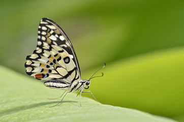 Butterfly of Papilio genus on leaf and seen from profile