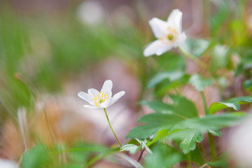 white anemone flowers in spring
