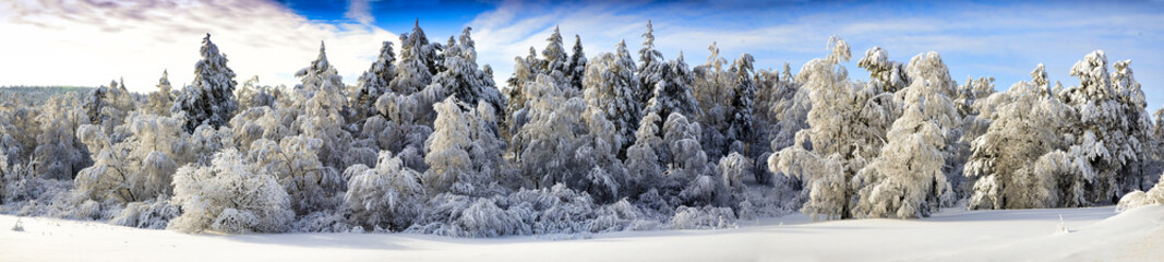 Snow Forest
