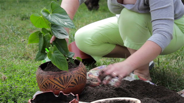 planted flowers in flowerpot/Spring has come and a woman has planted in flowerpot a flower 