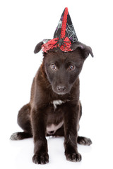 Black Dog with witch hat for halloween. isolated on white backgr