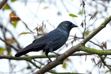 Western Jackdaw (Corvus monedula)