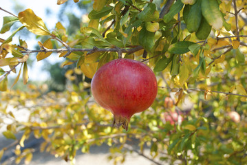 Pomegranate fruit growing on a branch..