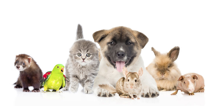 large group of pets together in front. Isolated on white backgro