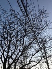 枝と電線