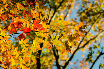 The leaves begin to turn red