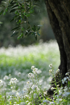 champ d'olivier et fleurs blanche