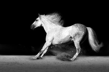 Fototapeta na wymiar White horse in desert stops drastically
