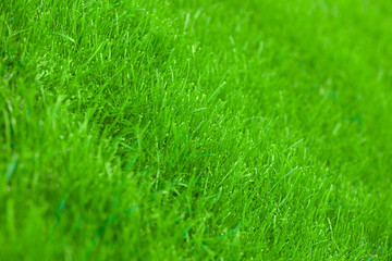 fresh spring lawn green grass for background
