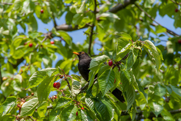 Amsel in einem Süßkirschenbaum