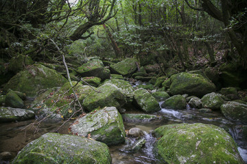 Fototapeta na wymiar A river in the forest of Yakushima