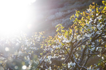 FLOR DEL CEREZO HUERTA