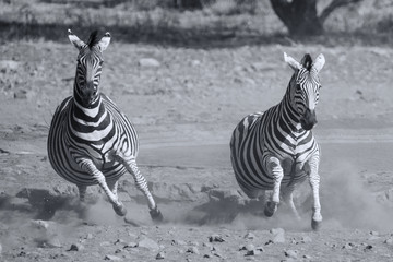 Fototapeta premium Herd of zebra fleeing from danger at dusty waterhole artistic co