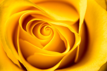 Obraz na płótnie Canvas Yellow Rose. Yellow rose petals closeup.