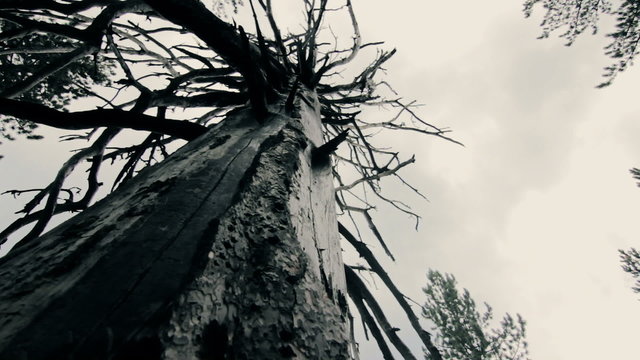 Scary mystical atomosphere, dead tree slow pan in dark moody forest