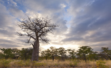 Fototapeta na wymiar Large baobab tree without leaves at sunrise with cloudy sky