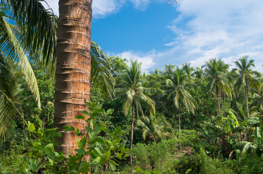 Fototapeta tropical forest