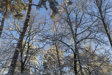 Wald im Winter, forest in winter