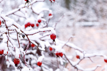 bush rose hips under the snow in the winter