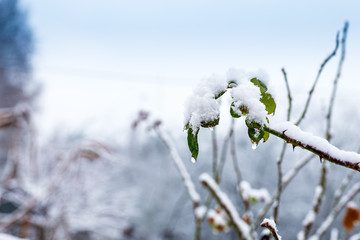 winter, leaves, icicle