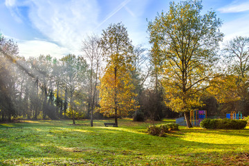 Sunbeams in a park