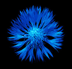 Surreal dark chrome blue cornflower flower isolated on black