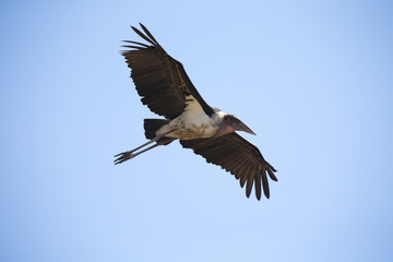 Marabou stork fly and glide in blue sky