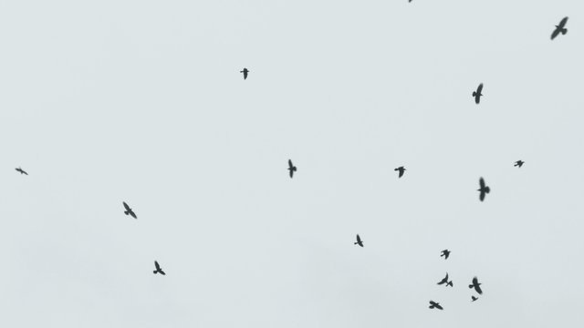 birds circling in the sky, a flock of crows