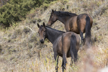 Fototapeta premium Horses in Kyrgyzstan mountain landscape at landscape of Ala-Arch
