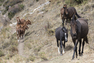 Horses in Kyrgyzstan mountain landscape at landscape of Ala-Arch