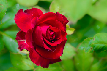 top view Red roses