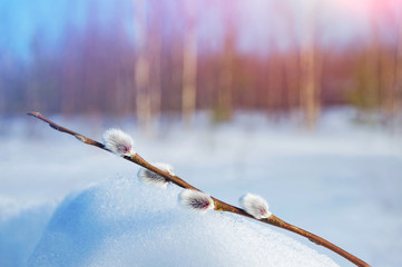 Fototapeta premium Background with branches of willow with catkins on the snow