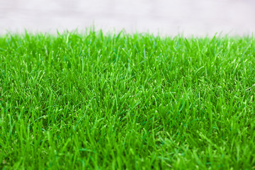 fresh spring lawn green grass for background